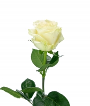 Роза Мондиаль (Mondial) высота 70см