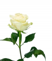 Роза Мондиаль (Mondial) высота 80см