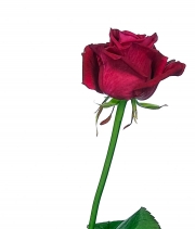 Изображение товара Троянда Шангрі Ла (Shangri La) висота 70 см