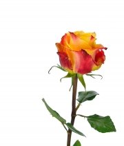 Роза Silantoi высота 50 см