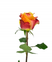 Роза Silantoi высота 60 см.