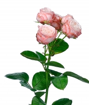 Изображение товара Троянда Мадам Бомбастік (Madame Bombastic) спрей висота 50 см