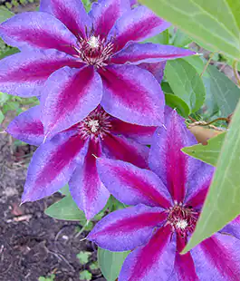 Клематис Akaishi 103