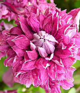 Клематис Purpurea Plena Elegans 111
