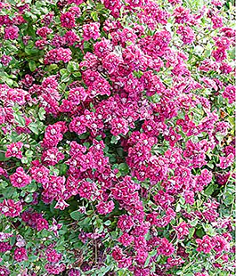 Клематис Purpurea Plena Elegans 111