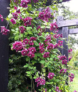 Клематис Purpurea Plena Elegans 111