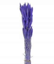 Лагурус фиолет 