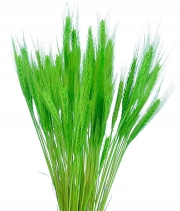 Изображение товара Колоски декоративные зеленый пучок 100грм
