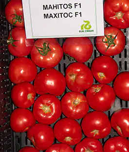 Томат Махитос F1