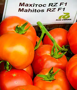 Томат Махитос F1
