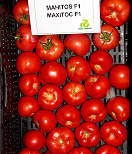 Томат Махитос F1