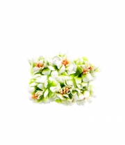 Изображение товара Хризантема мини бело-салатовая
