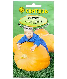 Тыква Атлантический гигант