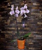 Вазон Орхидея зеленый