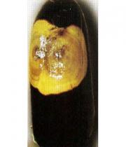 Фомопсис плода баклажана слайд