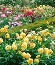 Изображение Выращивание роз